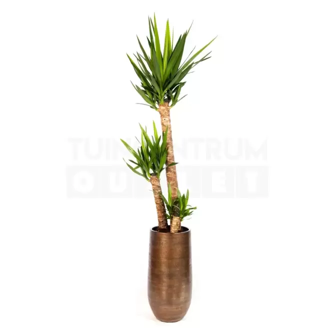 Kamerplant Yucca Ø27cm H170cm 3 stam - afbeelding 1