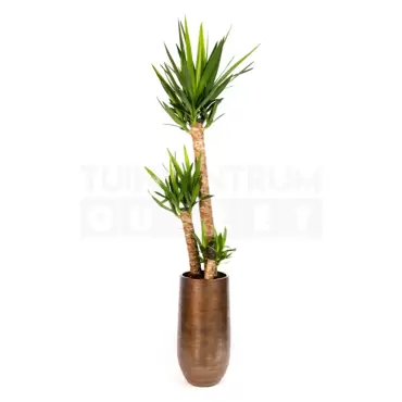 Kamerplant Yucca Ø27cm H170cm 3 stam - afbeelding 1