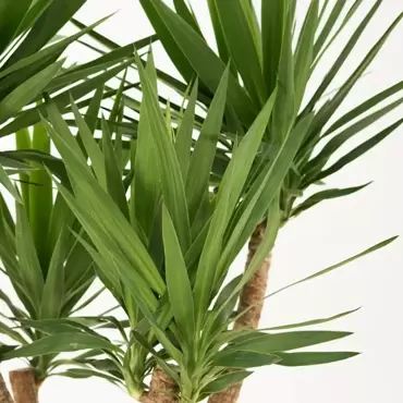 Kamerplant Yucca Ø27cm H170cm 3 stam - afbeelding 2