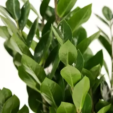 Kamerplant Zamioculcas zamiifolia Ø24cm H±95 cm - afbeelding 4