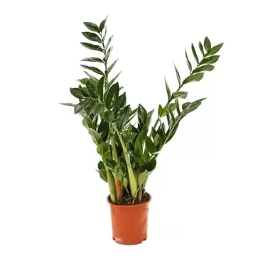 Kamerplant Zamioculcas zamiifolia Ø24cm H±95 cm - afbeelding 4