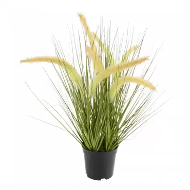 Kattenstaart gras h49.5cm groen www.tuincentrumoutlet.com