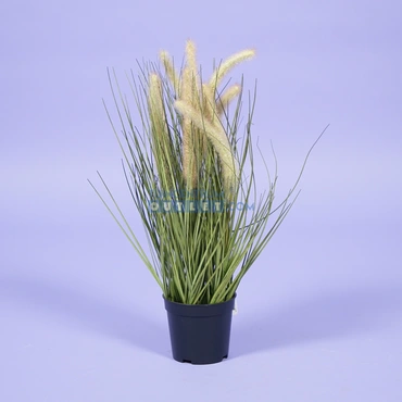 Kattenstaart gras h49.5cm groen 1.1, Noach outdoor www.tuincentrumoutlet.com