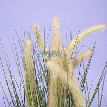 Kattenstaart gras h49.5cm groen 1.2, Noach outdoor www.tuincentrumoutlet.com