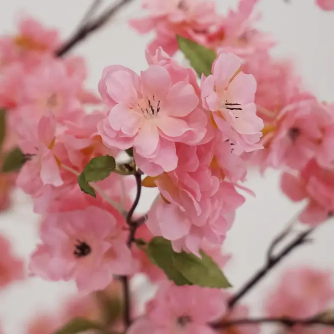 Kersenbloesemboom h135cm roze detail, Emerald Eternal Green B.V., tuincentrumoutlet.com