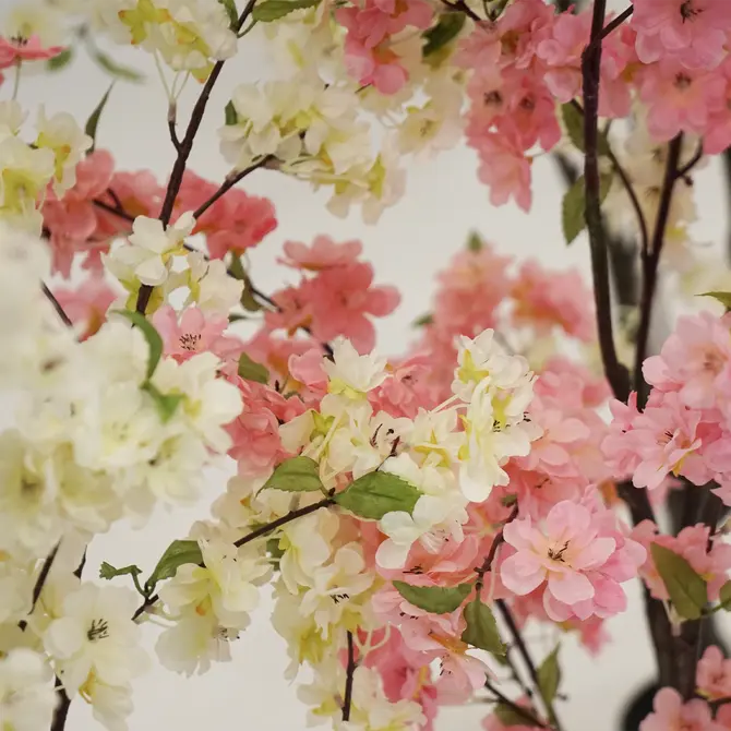 Kersenbloesemboom h135cm roze sfeer, Emerald Eternal Green B.V., tuincentrumoutlet.com