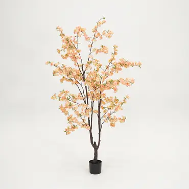 Kersenbloesemboom h210cm perzik