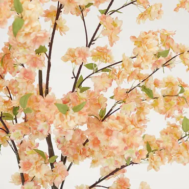 Kersenbloesemboom h210cm perzik - afbeelding 2