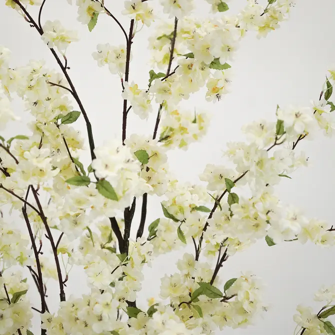 Kersenbloesemboom h210cm wit detail, Emerald Eternal Green B.V., tuincentrumoutlet.com