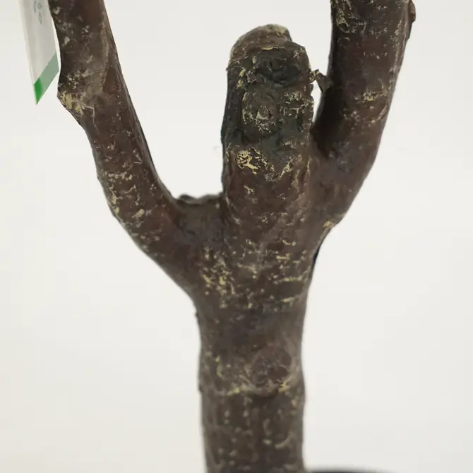 Kersenbloesemboom h210cm wit stam, Emerald Eternal Green B.V., tuincentrumoutlet.com