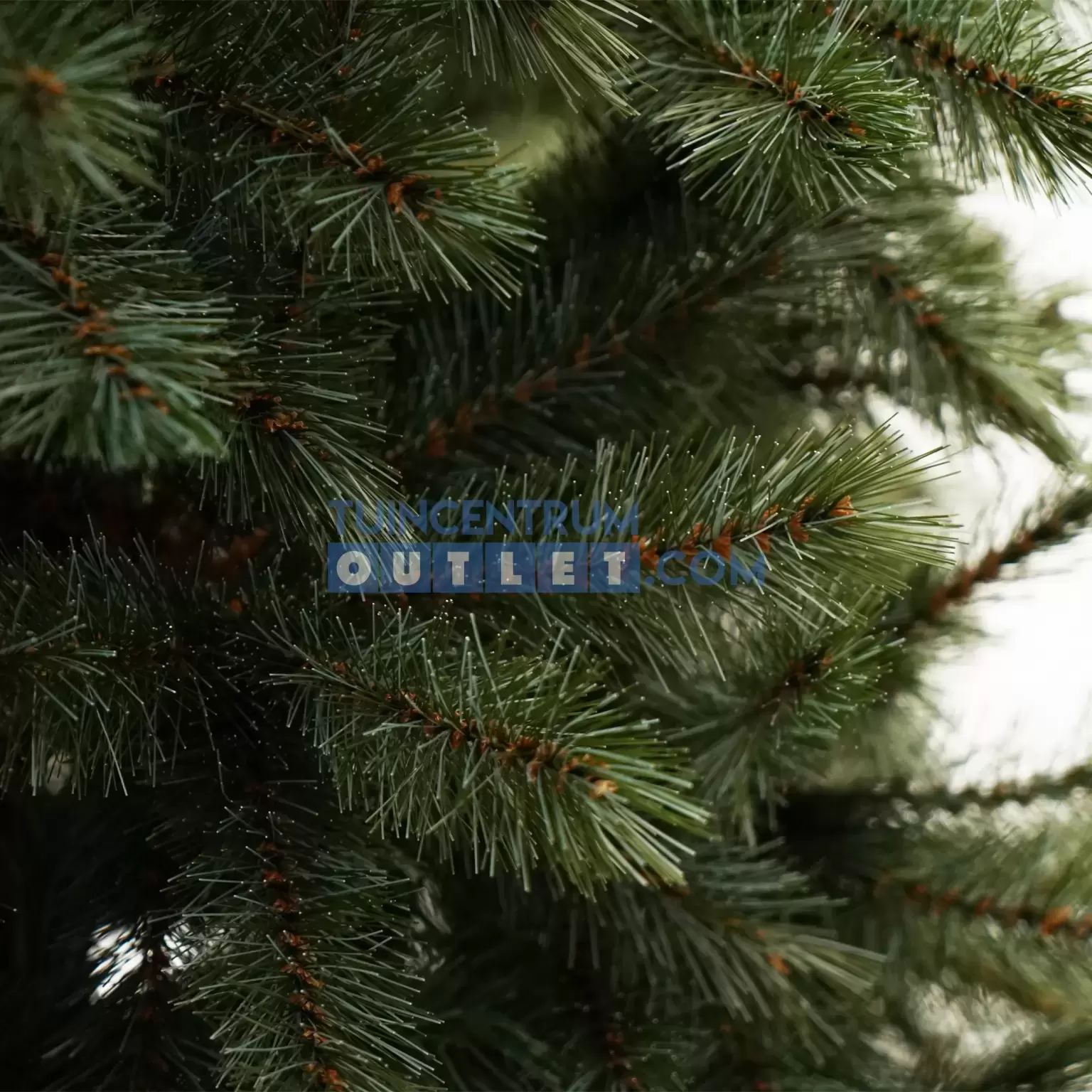 Afscheid journalist professioneel Kerstboom Forest frosted tips h155xd119 cm newgrowth blauw - Tuincentrum  Outlet