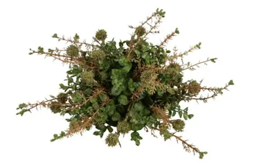 Kunstdeco biddle 38x38x16cm grn