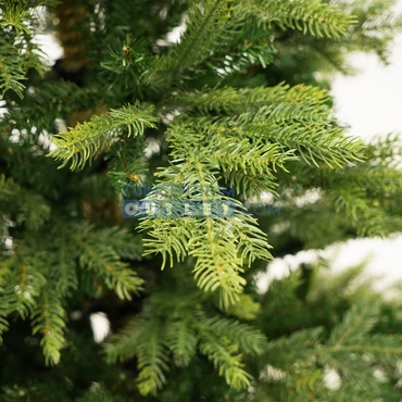 Grandis fir l180cm groen detail, Everlands, tuincentrumoutlet