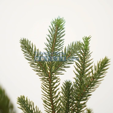 Macallan kerstboom groen TIPS 2526 - h230xd140cm, Black Box Trees, tuincentrumoutlet, foto 4