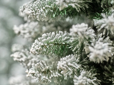 EVERLANDS Pencil pine snowy h210cm groen/wit detail takken, Everlands, tuincentrumoutlet
