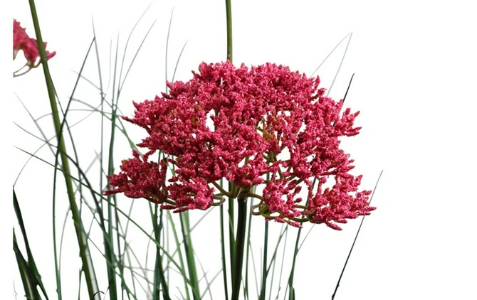 Plant Achillea S lila detail, Decostar, tuincentrumoutlet.com