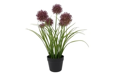 Plant Allium S paars, Decostar, tuincentrumoutlet.com