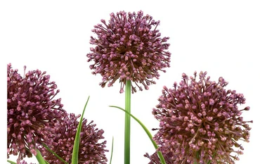 Plant Allium S paars detail, Decostar, tuincentrumoutlet.com