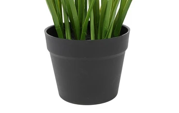 Plant Allium S paars details, Decostar, tuincentrumoutlet.com