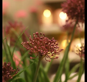 Plant Allium S paars sfeer, Decostar, tuincentrumoutlet.com