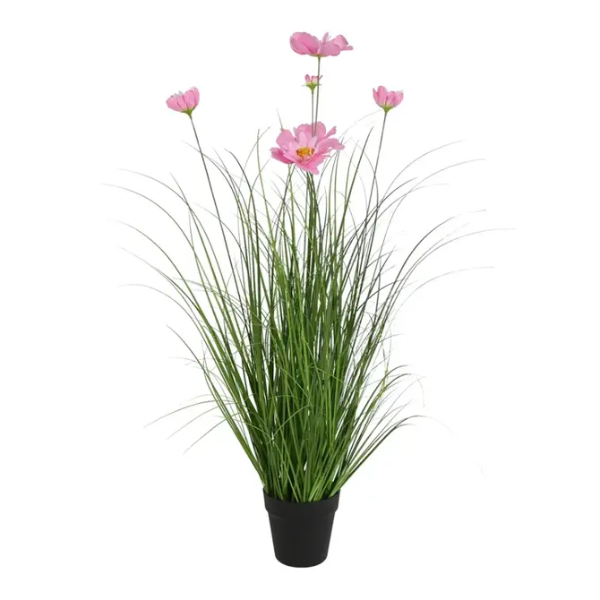 Plant Cosmos S roze, Decostar, tuincentrumoutlet.com