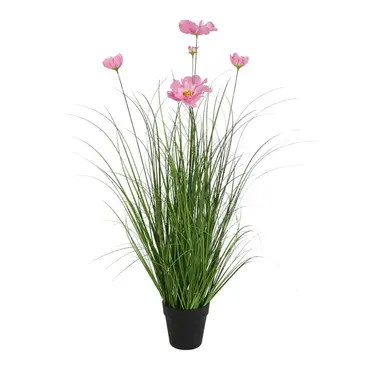Plant Cosmos S roze, Decostar, tuincentrumoutlet.com