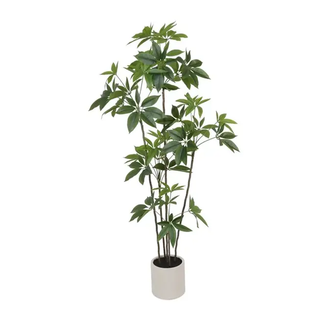 Plant Pachira L groen, Decostar, tuincentrumoutlet.com