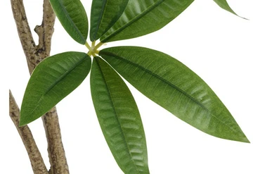 Kunstplant pachira 50x50x100cm grn detail, Countryfield, tuincentrumoutlet.com