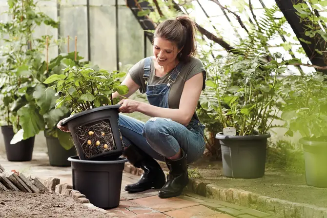 Kweekpot gb d33cm aardappelen black sfeerbeeld, Elho, tuincentrumoutlet