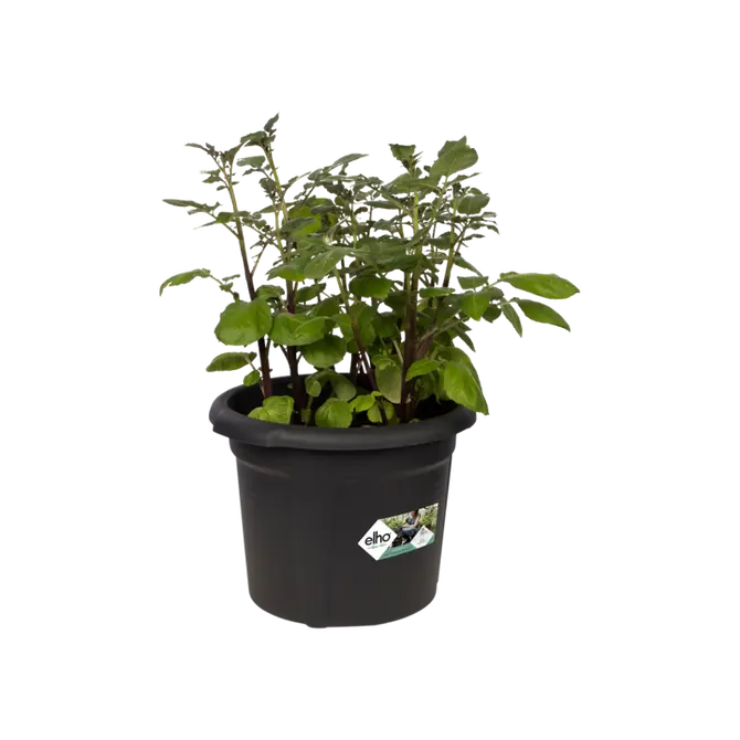 Kweekpot gb d33cm aardappelen black sfeer, Elho, tuincentrumoutlet