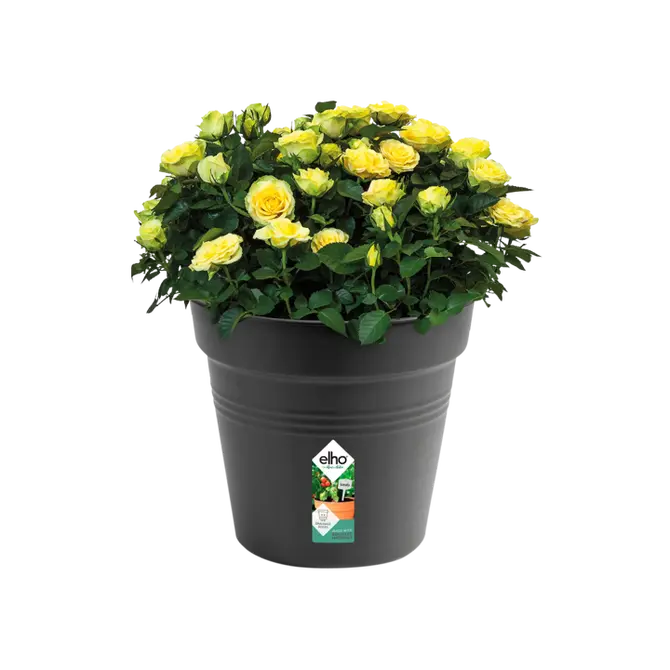 Kweekpot green basics d40cm living black sfeer, Elho, tuincentrumoutlet