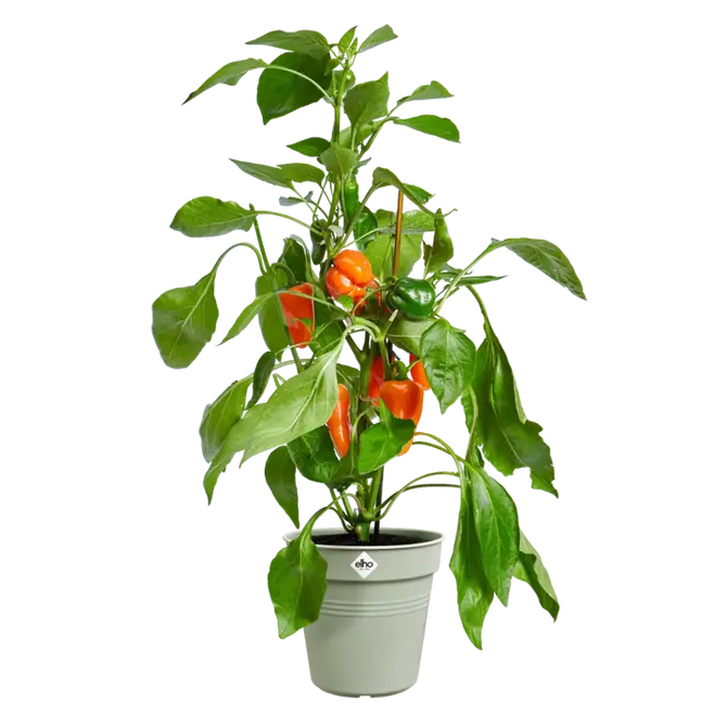 Kweekpot green basics d40cm steengroen sfeer, Elho, tuincentrumoutlet