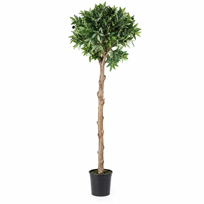 Laurus i/pot h150cm groen, countryfield, tuincentrumoutlet.com