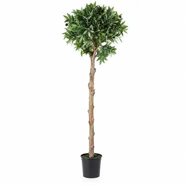 Laurus i/pot h150cm groen, countryfield, tuincentrumoutlet.com