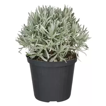 Lavandula Italië