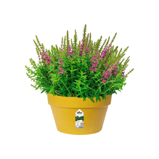 loft urban schaal 35cm oker potplant, Elho, tuincentrumoutlet
