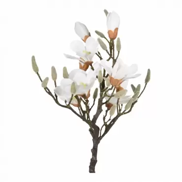 Magnolia boom - 60 cm, tuincentrumoutlet.com, Noach