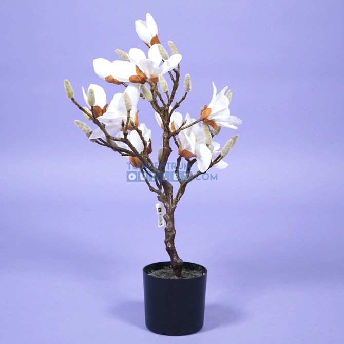 Magnolia boom - 60 cm, tuincentrumoutlet.com, Noach Door