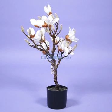Magnolia boom - 60 cm