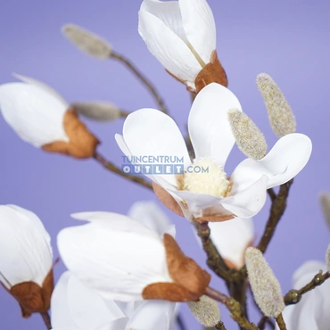 Magnolia boom - 60 cm 1.2, tuincentrumoutlet.com, Noach