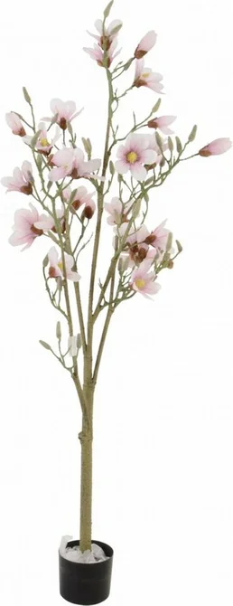 Magnolia boom h150cm, Noach, Tuincentrumoutlet.com