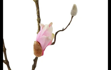 Magnolia knop tak Kelsey L roze detail, Countryfield, tuincentrumoutlet.com