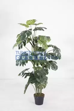 Monstera - 120 cm - afbeelding 1