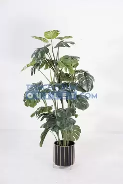 Monstera - 120 cm - afbeelding 2