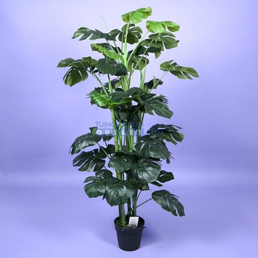 monstera i pot h140cm groen 1.1, noach, tuincentrumoutlet