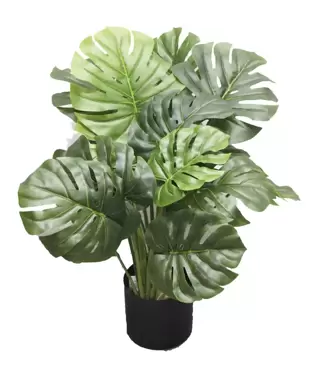 Monstera - 60 cm - afbeelding 4