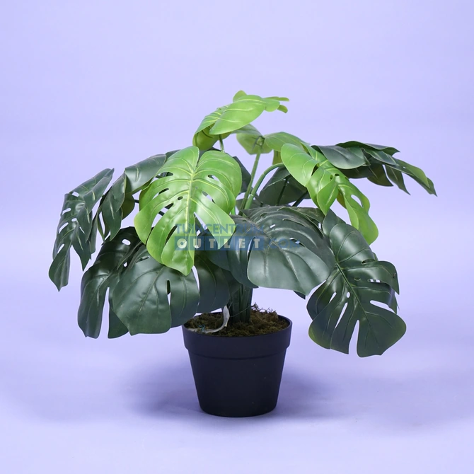 Monstera 60cm 1.1, Noach outdoor www.tuincentrumoutlet.com