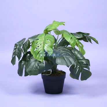 Monstera - 60 cm