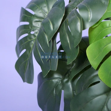 Monstera 60cm 1.2, Noach outdoor www.tuincentrumoutlet.com