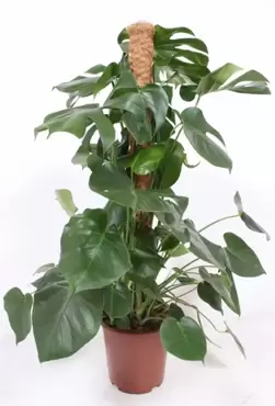 Monstera Deliciosa Mosstok, Plant Collect, www.tuincentrumoutlet.com